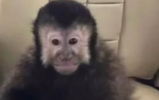 Macaco-prego que invadiu casas em condomínio de Salvador morre após ser levado ao Cetas