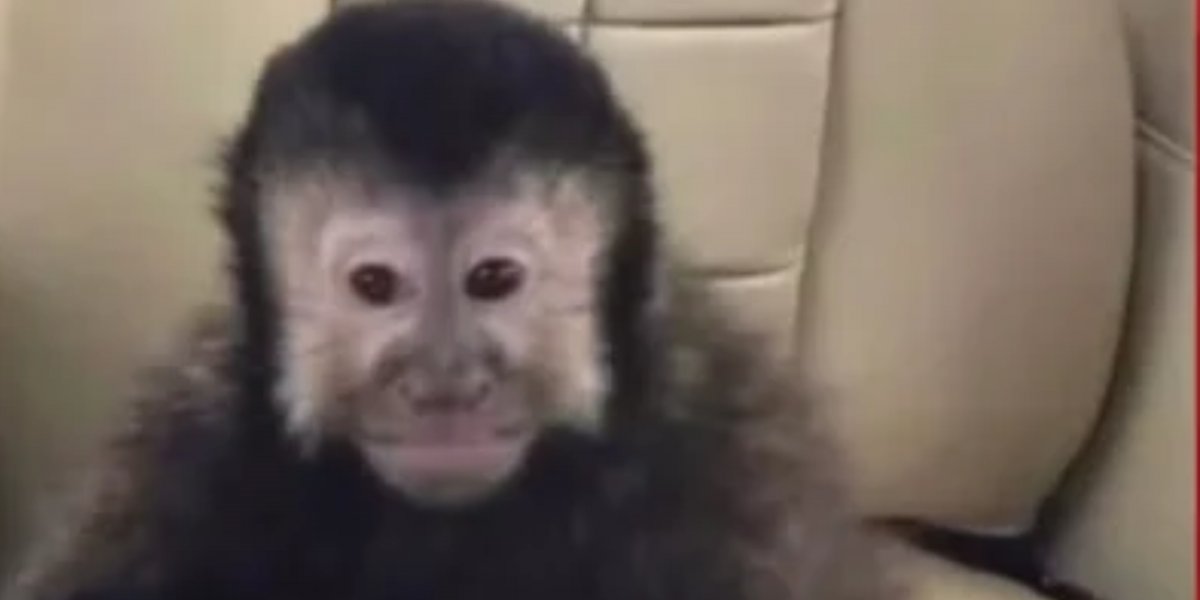 Macaco-prego que invadiu casas em condomínio de Salvador morre após ser levado ao Cetas