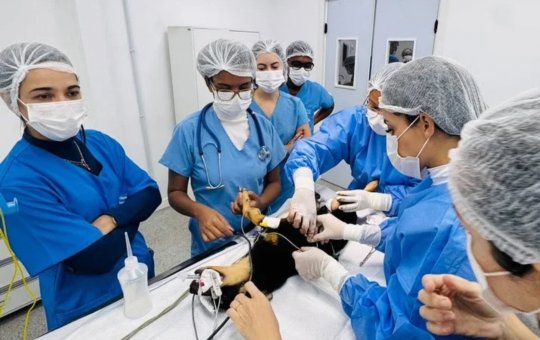 Clínica veterinária oferece atendimento gratuito para prevenção do câncer de mama em pets em Salvador