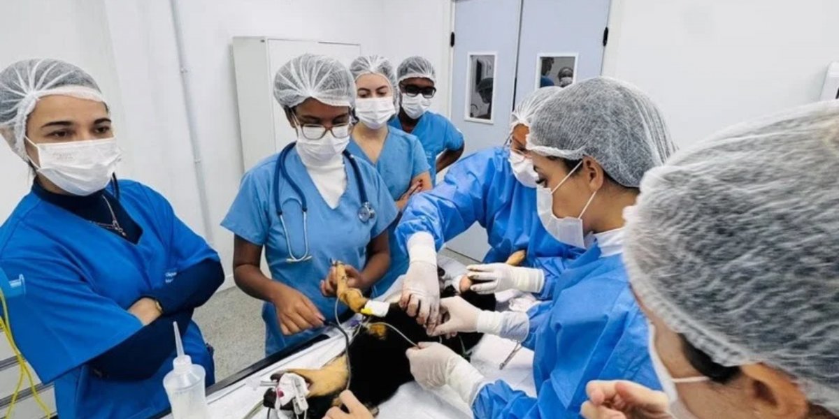 Clínica veterinária oferece atendimento gratuito para prevenção do câncer de mama em pets em Salvador
