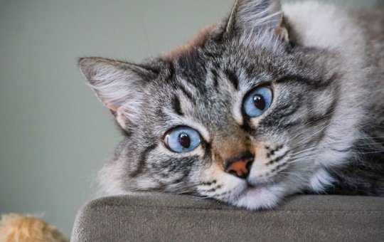 Black Friday: Produtos de pet shop são os mais pesquisados