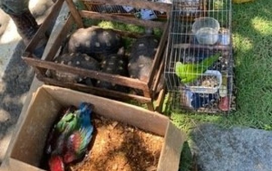 Polícia prende suspeito de tráfico de animais em extinção no Bairro da Paz