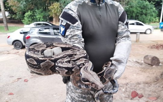 Guarda Municipal de Salvador já resgatou mais de 900 animais silvestres em 2021