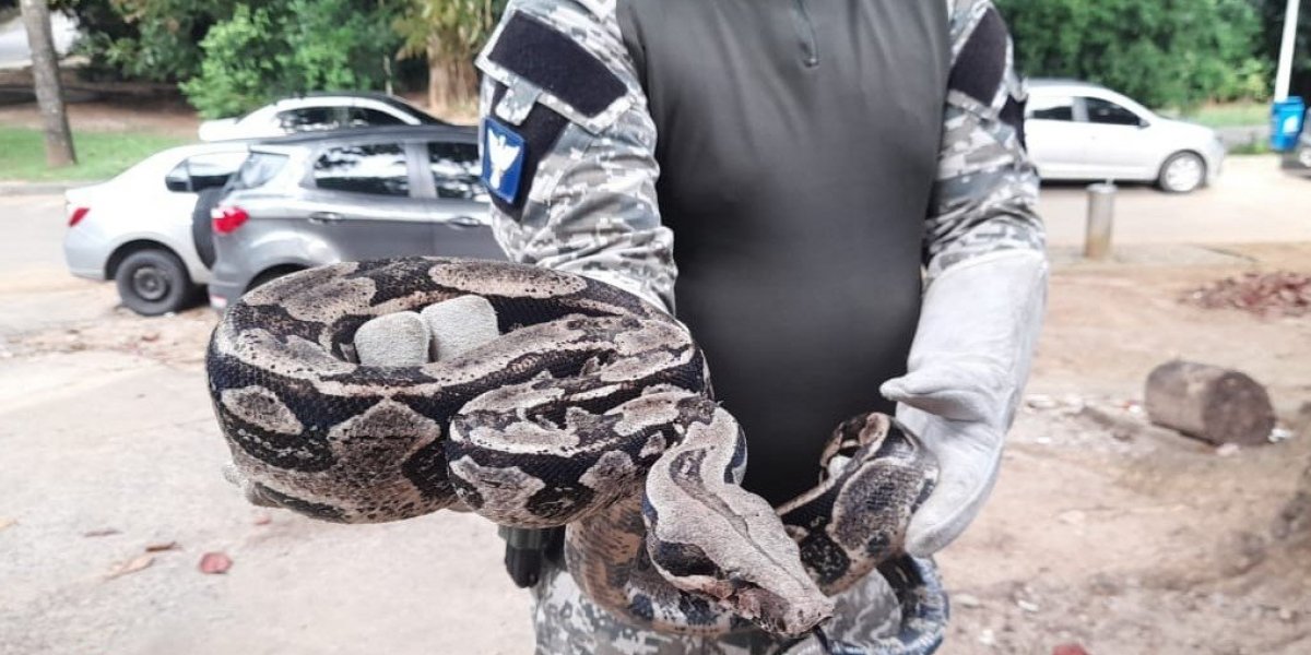 Guarda Municipal de Salvador já resgatou mais de 900 animais silvestres em 2021